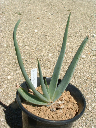 Aloe vacillans ̎ʐ^