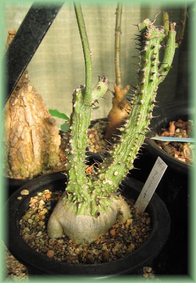 Adenia aculeata ̎ʐ^