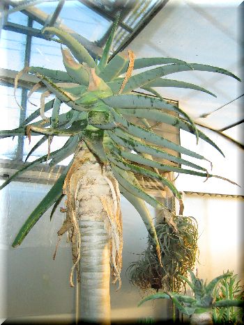 Aloe pillansii ̎ʐ^
