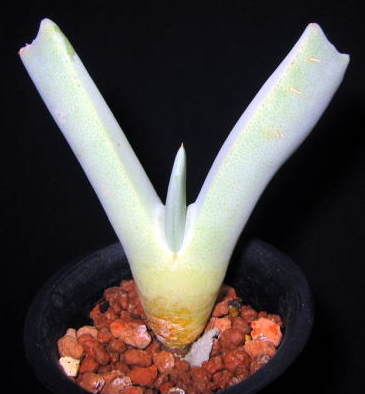 Cheiridopsis denticulata ̎ʐ^
