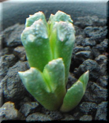Conophytum khamiesbergensis ̎ʐ^