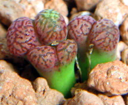 Conophytum pellucidum ssp. pellucidum var. neohallii  ̎ʐ^