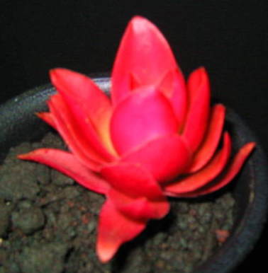 Crassula americana cv. Flame の写真