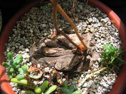 Dioscorea macrostachya ̎ʐ^