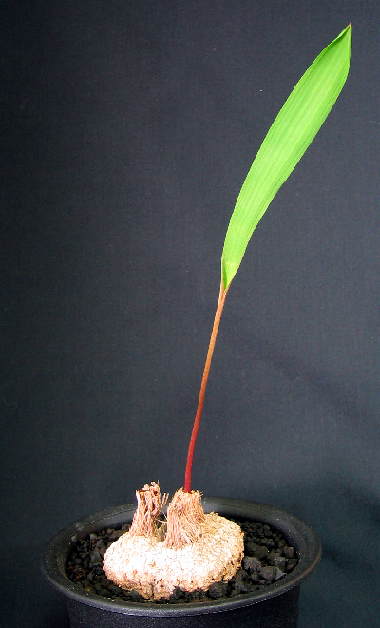 Eriospermum abyssinicum ̎ʐ^