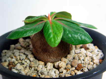 Euphorbia ecklonii ̎ʐ^