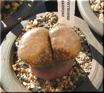 Ophthalmophyllum verrucosum ̎ʐ^