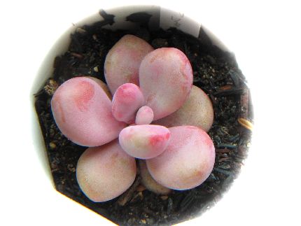 Pachyphytum oviferum cv. Tsukibijin ̎ʐ^