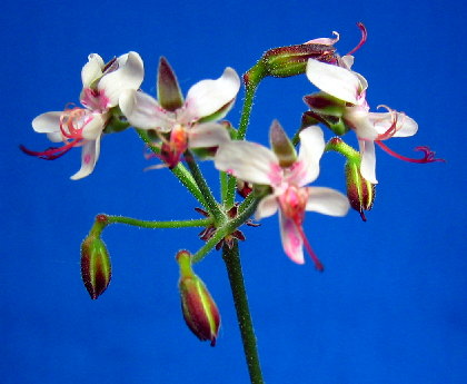 Pelargonium carnosum flower̎ʐ^