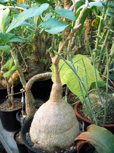 Pyrenacantha malvifolia ̎ʐ^