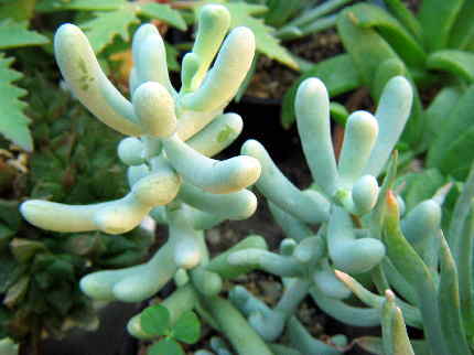 Sedum allantoides 