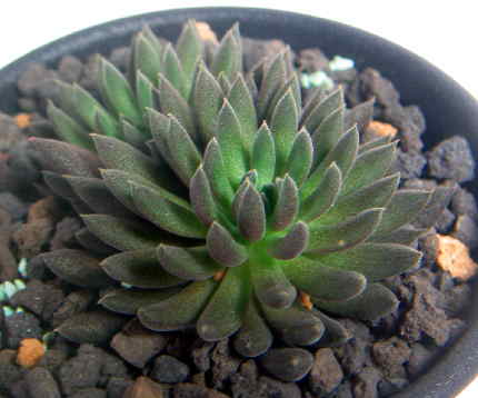 Sinocrassula yunnanensis ̎ʐ^