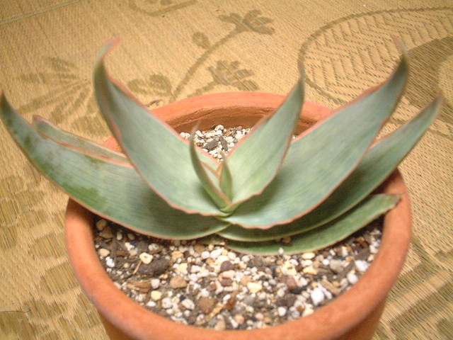 Aloe striata ̎ʐ^