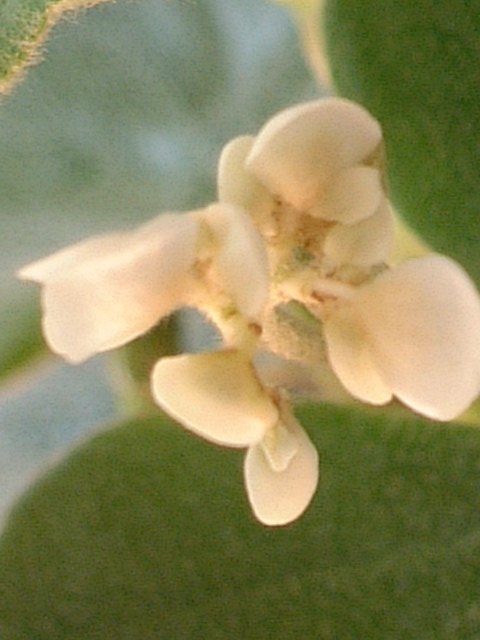 Begonia venosa flower̎ʐ^