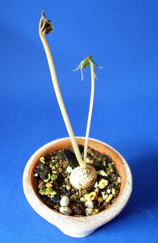 Dorstenia bornimiana var. tropaelifolia ̎ʐ^