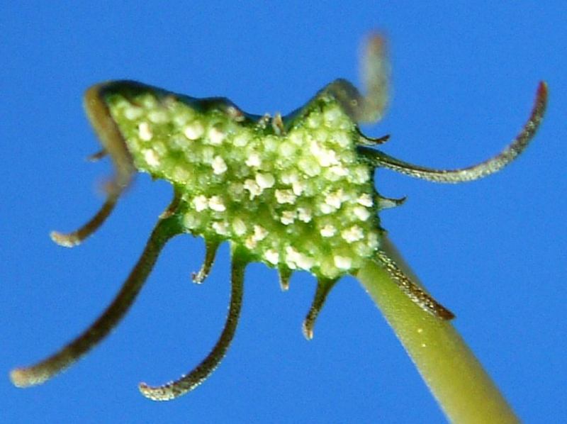 Dorstenia bornimiana var. tropaelifolia flower̎ʐ^
