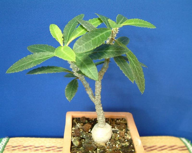 Euphorbia ambovombensis ̎ʐ^