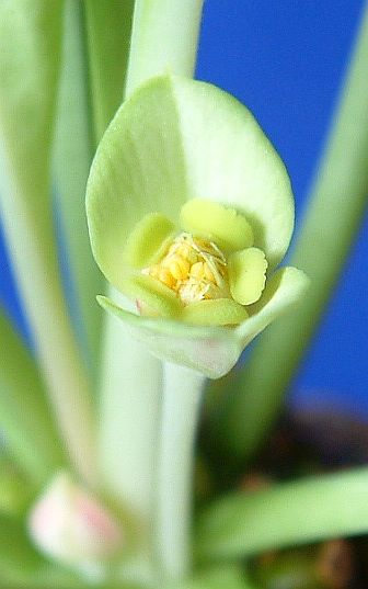 Euphorbia bupleurfolia flower̎ʐ^