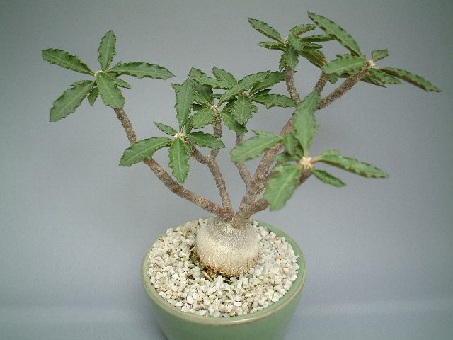 Euphorbia capsaintemariensis ̎ʐ^