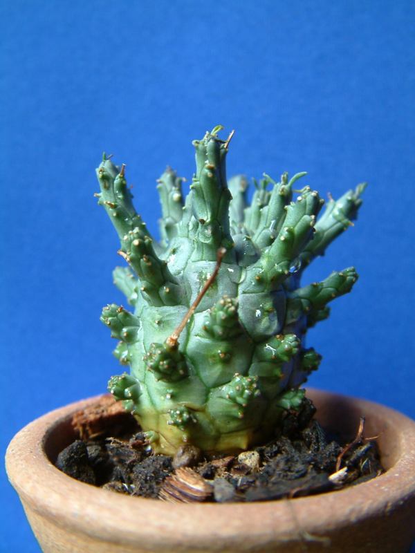 Euphorbia decepta ̎ʐ^