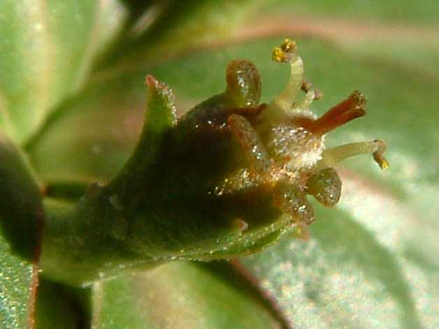 Euphorbia ecklonii flower̎ʐ^