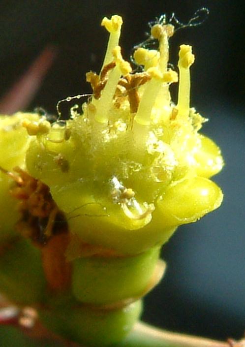 Euphorbia grandicornis flower̎ʐ^