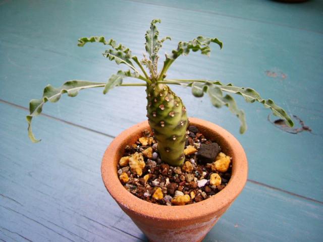 Euphorbia hadramautica ̎ʐ^