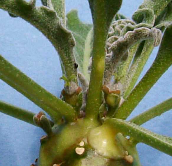 Euphorbia hadramautica flower̎ʐ^