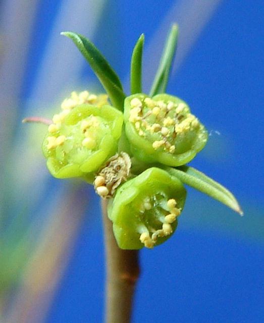 Euphorbia hedyotoides flower̎ʐ^