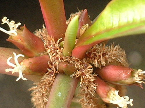 Euphorbia leuconeura ̎ʐ^