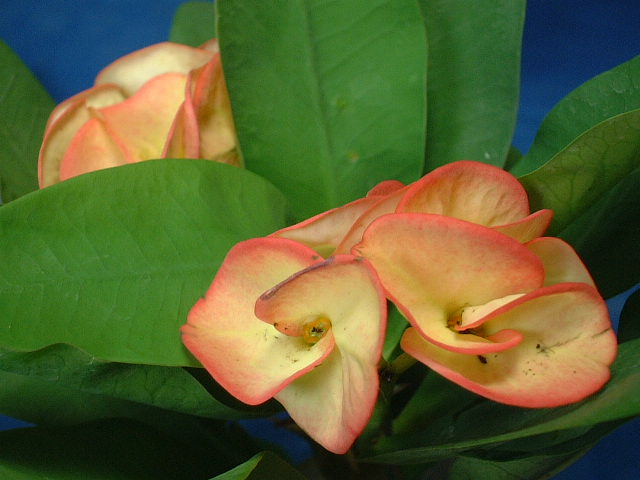 Euphorbia milii 'Chain Chai Song' ̎ʐ^