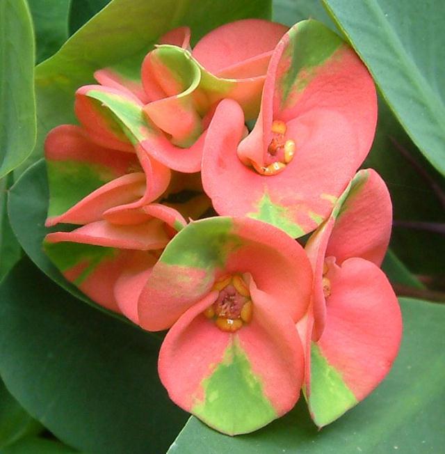 Euphorbia milii 'Chap Charoen Suk' ̎ʐ^