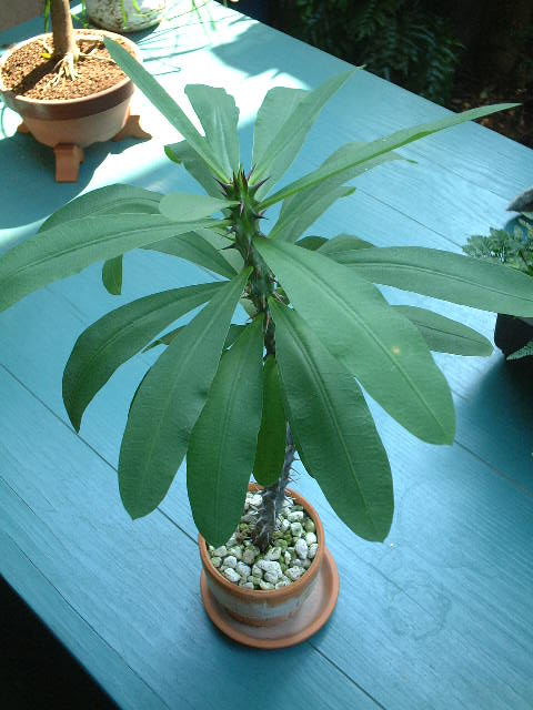 Euphorbia milii var. hislopii ̎ʐ^
