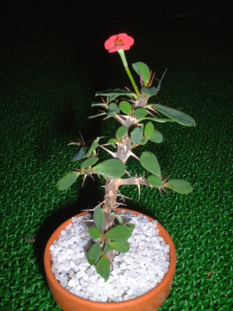 Euphorbia milii var. imperatae ̎ʐ^