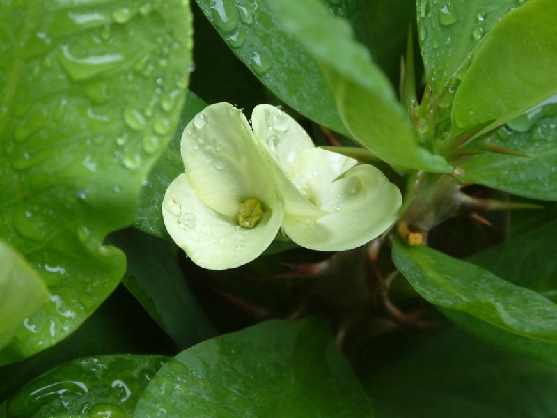 Euphorbia milii 'Poi Kao' ̎ʐ^