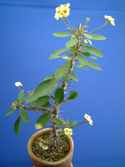 Euphorbia milii var. tananarivae �̎ʐ^