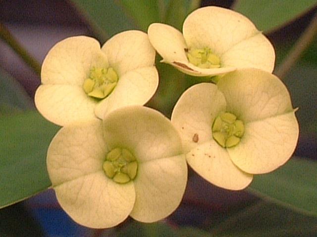 Euphorbia milii var. tananarivae flower̎ʐ^