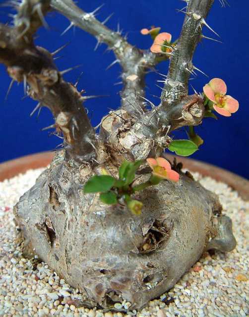 Euphorbia milii var. tenuispina ̎ʐ^