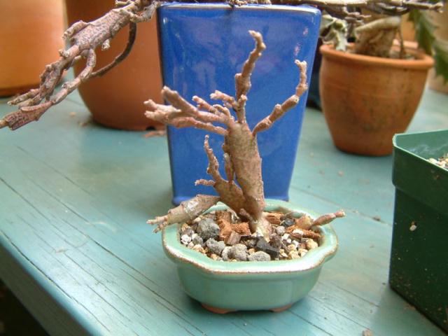 Euphorbia platyclada ̎ʐ^