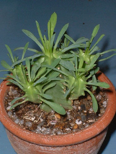 Euphorbia pulvinata ̎ʐ^