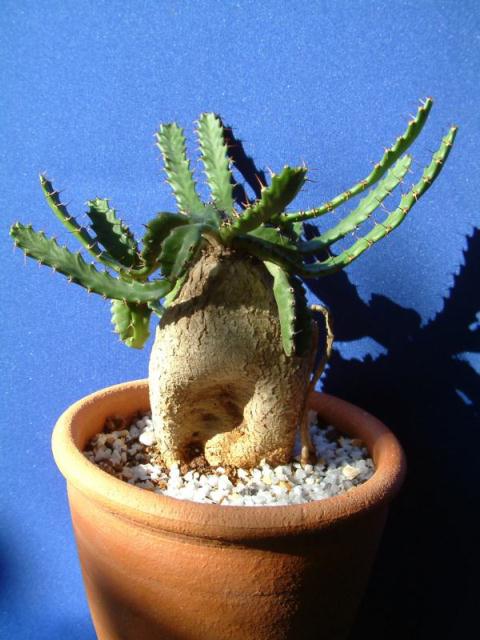 Euphorbia stellata ̎ʐ^