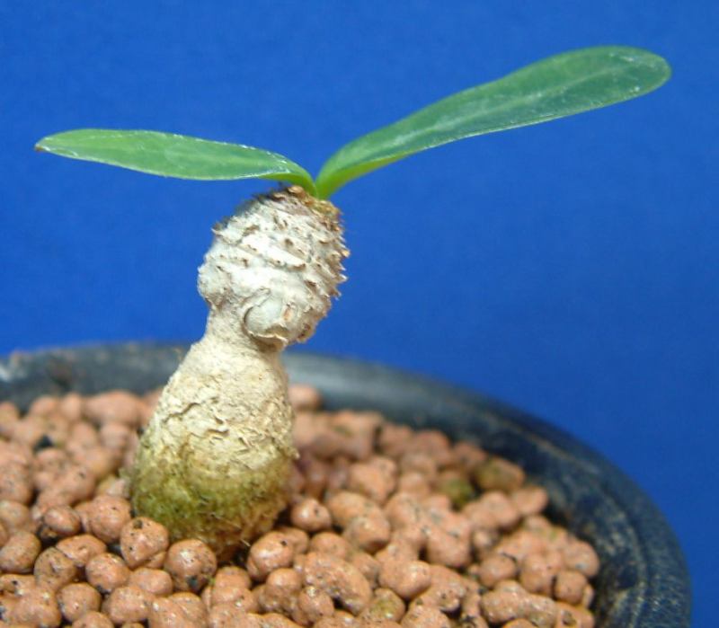 Euphorbia subapoda ̎ʐ^