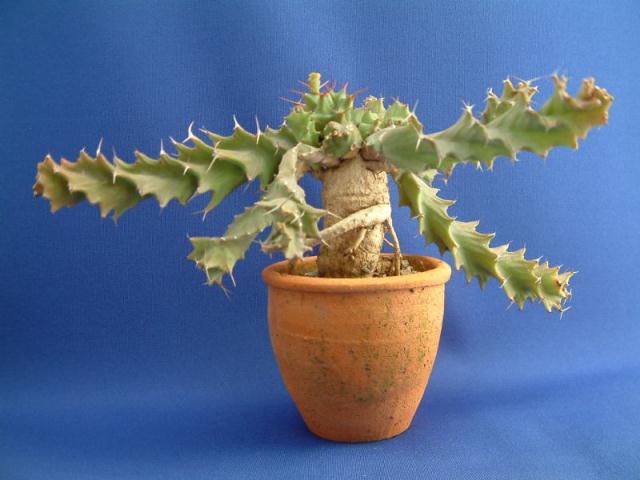 Euphorbia tortirama ̎ʐ^