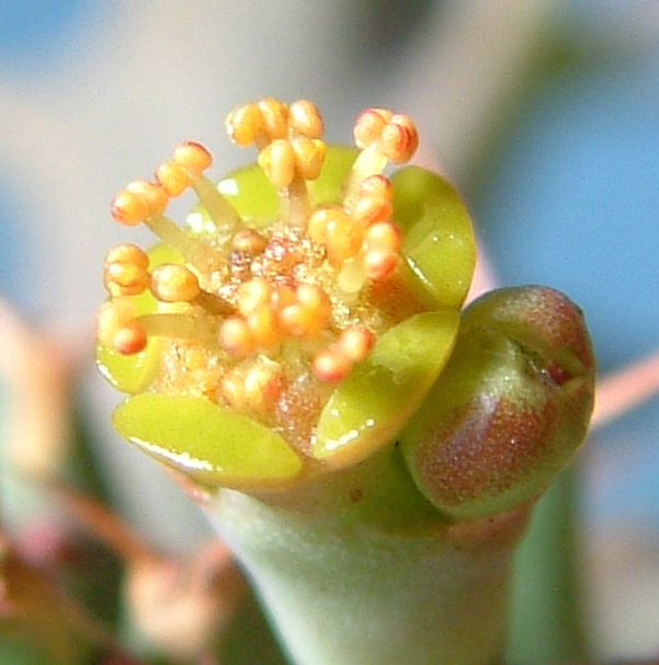 Euphorbia tortirama flower̎ʐ^