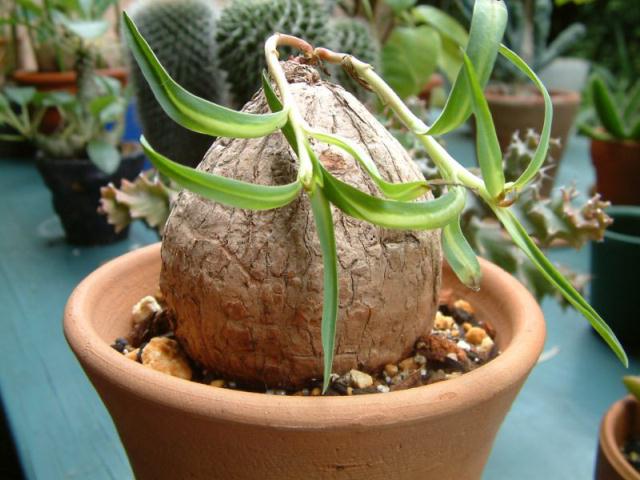 Euphorbia trichadenia ̎ʐ^