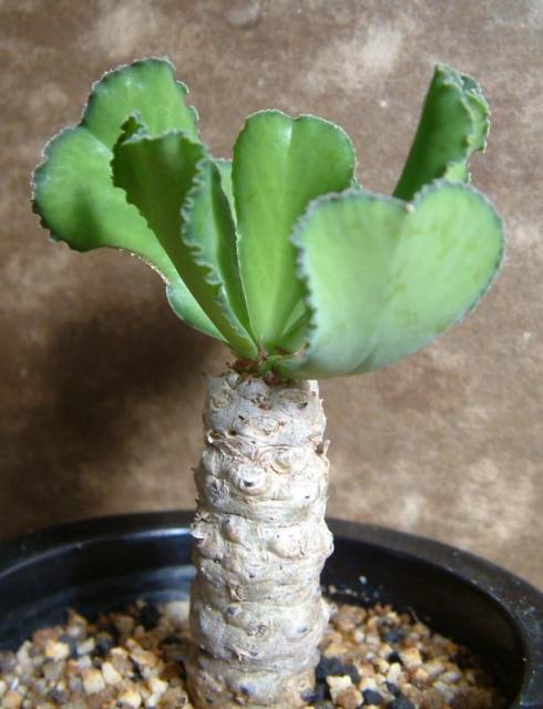 Euphorbia venenifica ̎ʐ^