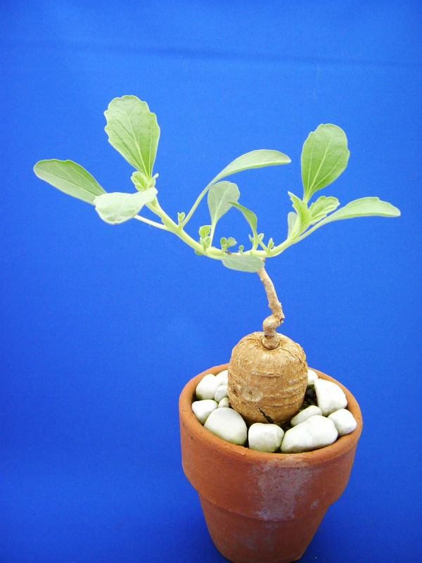 Harpagophytum procumbens ̎ʐ^