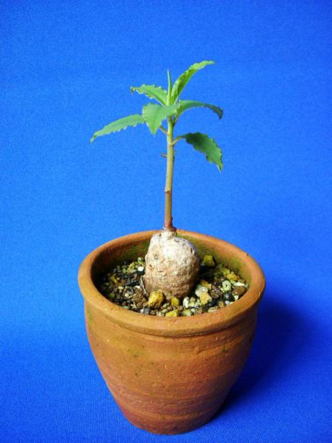 Monadenium pedunculatum ̎ʐ^