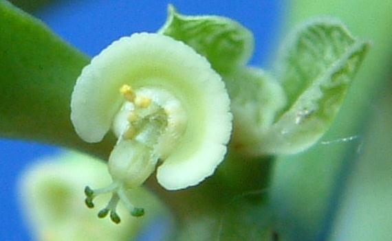 Monadenium pedunculatum flower̎ʐ^