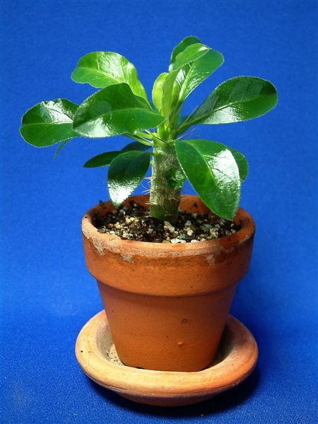 Pachypodium rosulatum var. cactipes ̎ʐ^